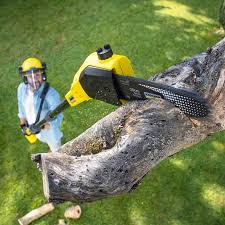 Best Sod Installation  in USA